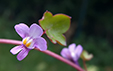 Cymbalaria muralis