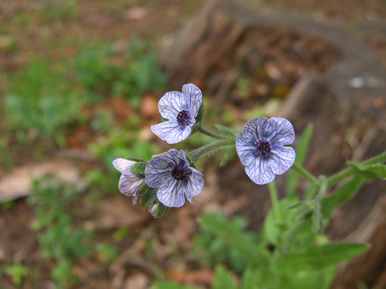 Cynoglossum creticum