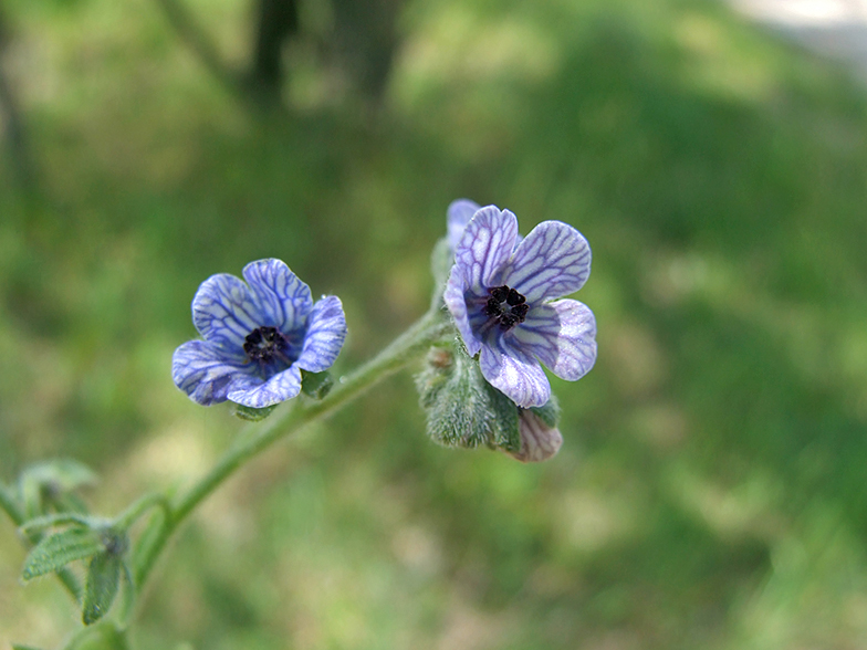 Cynoglossum creticum