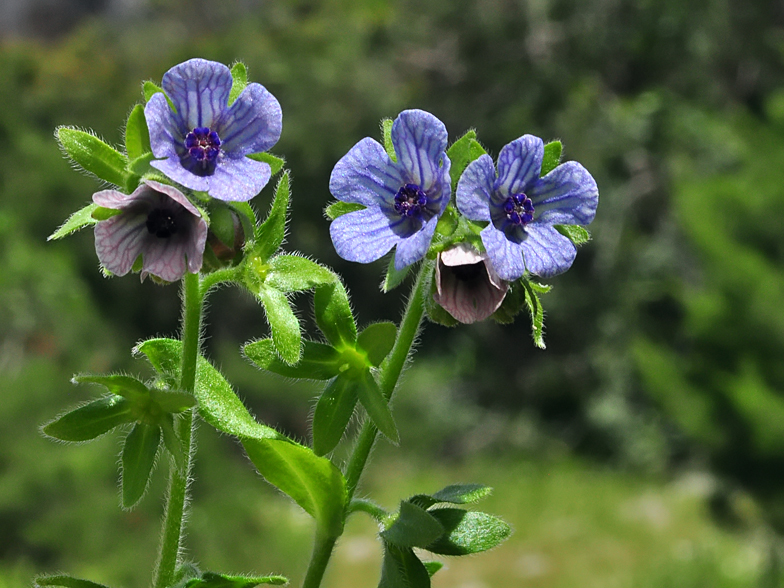 Cynoglossum creticum