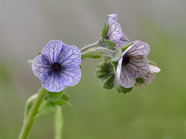 Cynoglossum creticum