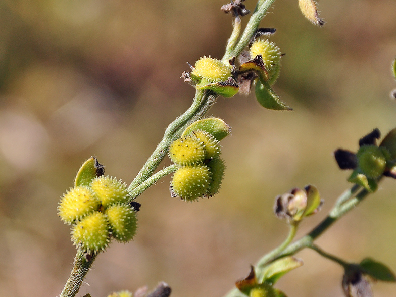 Cynoglossum creticum