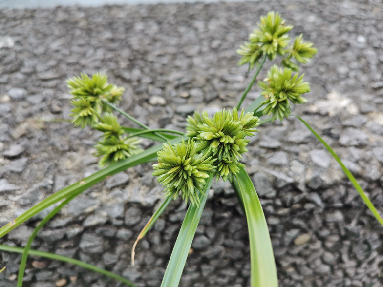 Cyperus eragrostis