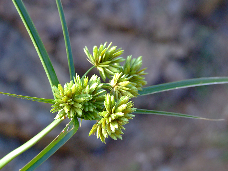 Cyperus eragrostis