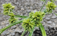 Cyperus eragrostis