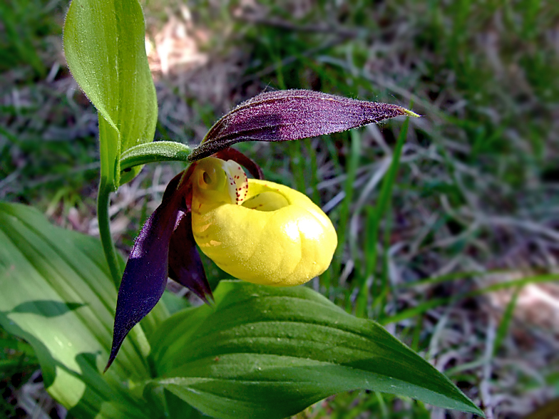 Cypripedium calceolus