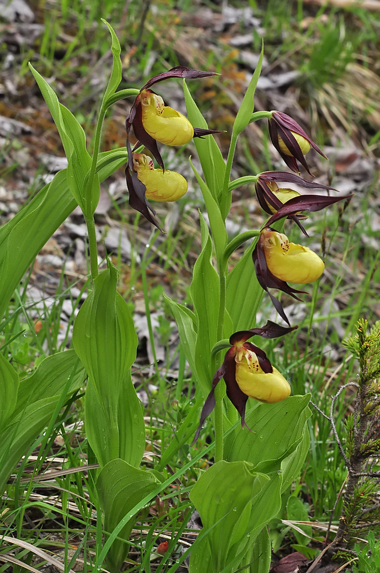 Cypripedium calceolus