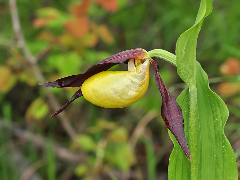 Cypripedium calceolus