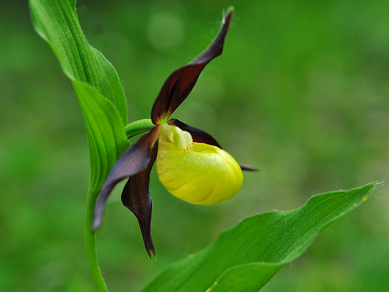 Cypripedium calceolus