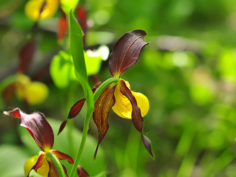 Cypripedium calceolus