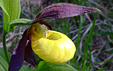 Cypripedium calceolus