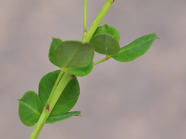 Cytisophyllum sessilifolium