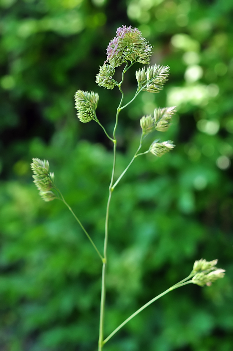 Dactylis glomerata