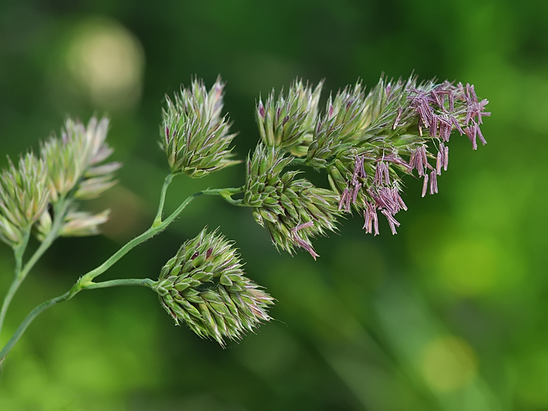 Dactylis glomerata