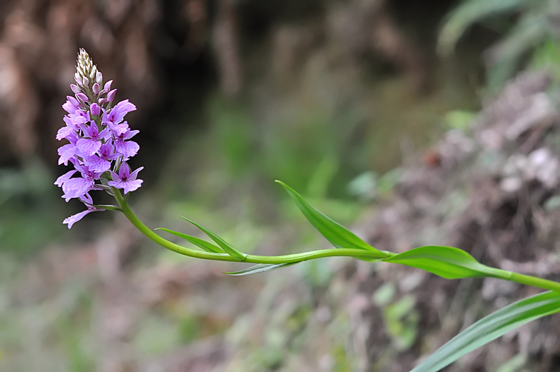 Dactylorhiza foliosa