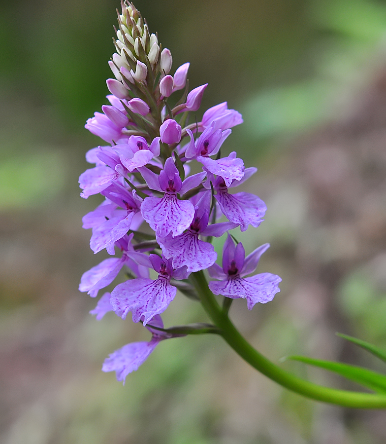 Dactylorhiza foliosa 2