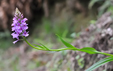 Dactylorhiza foliosa