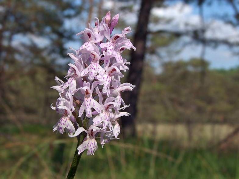 Dactylorhiza fuchsii