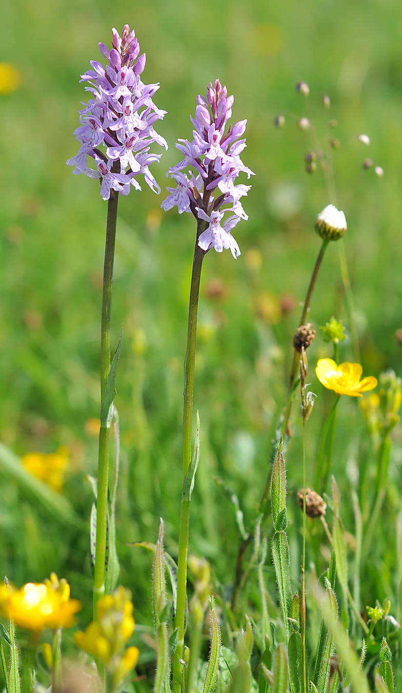 Dactylorhiza fuchsii