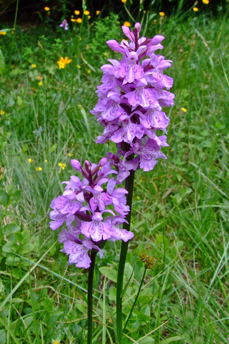 Dactylorhiza maculata