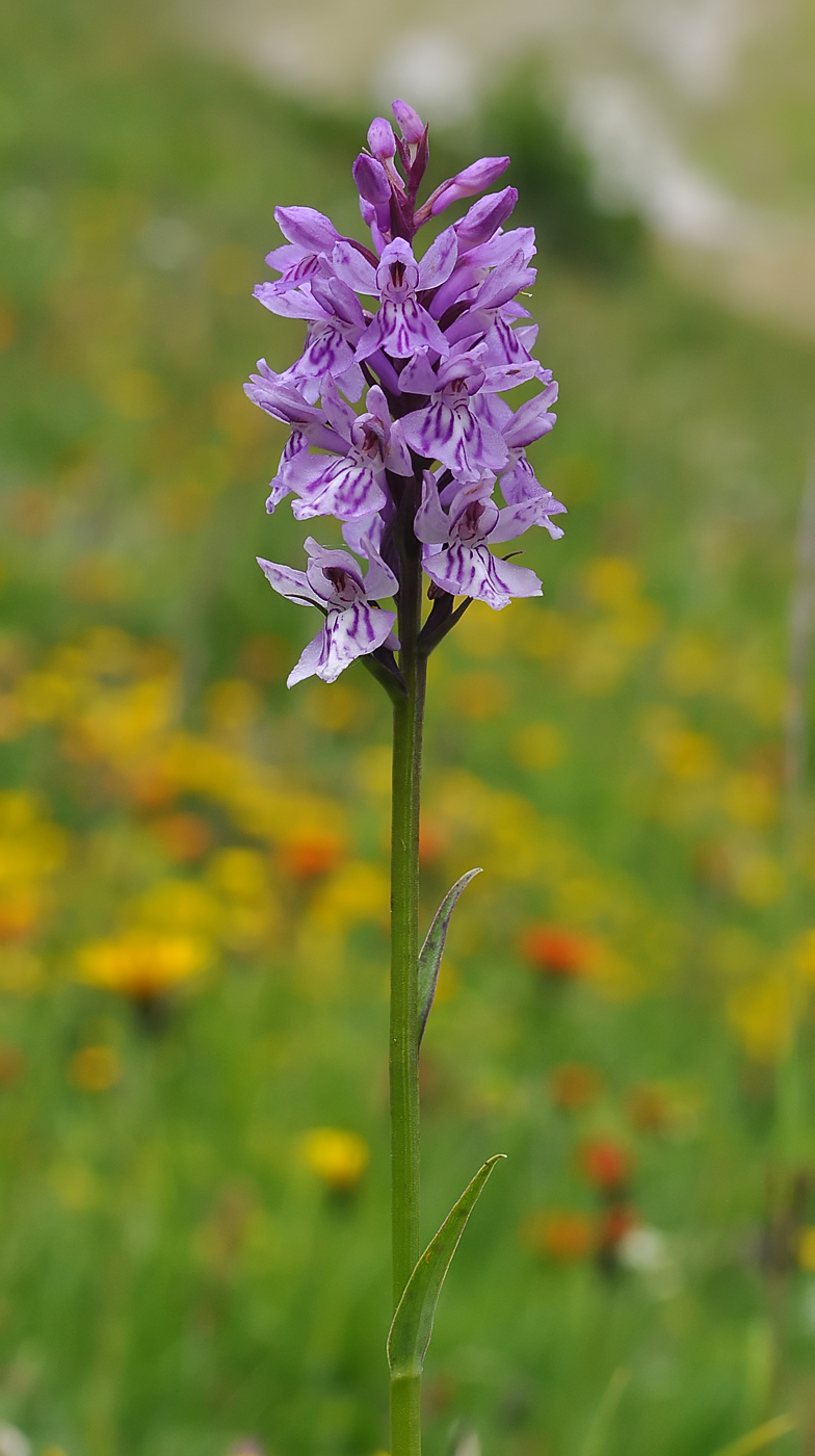 Dactylorhiza maculata