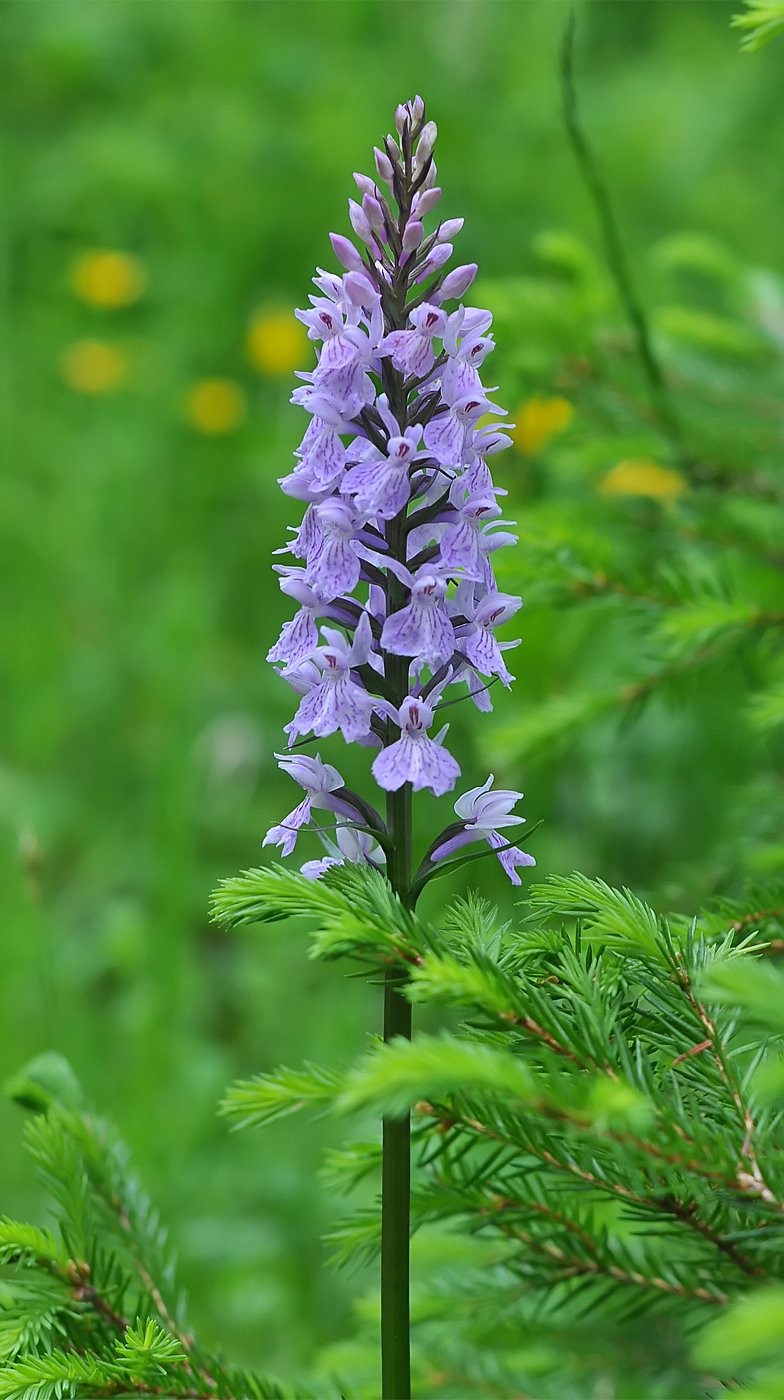 Dactylorhiza maculata