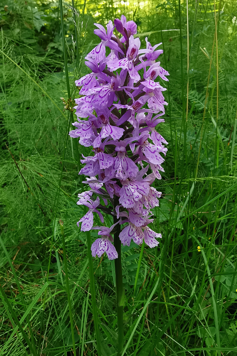 Dactylorhiza maculata