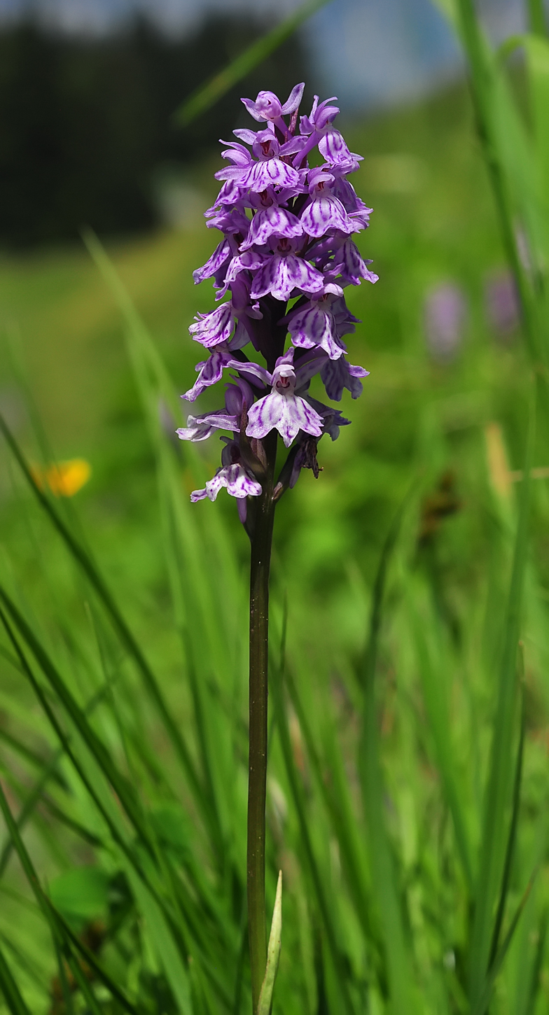 Dactylorhiza maculata