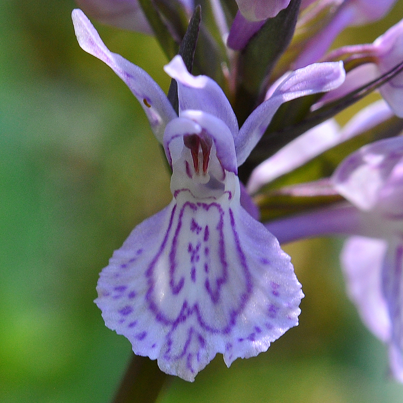 Dactylorhiza maculata labelle