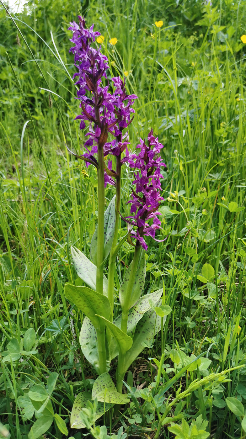 Dactylorhiza majalis