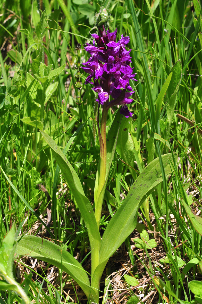 Dactylorhiza majalis