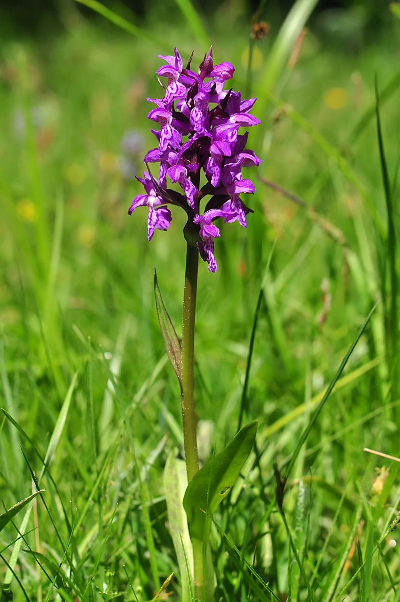 Dactylorhiza majalis