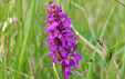 Dactylorhiza majalis