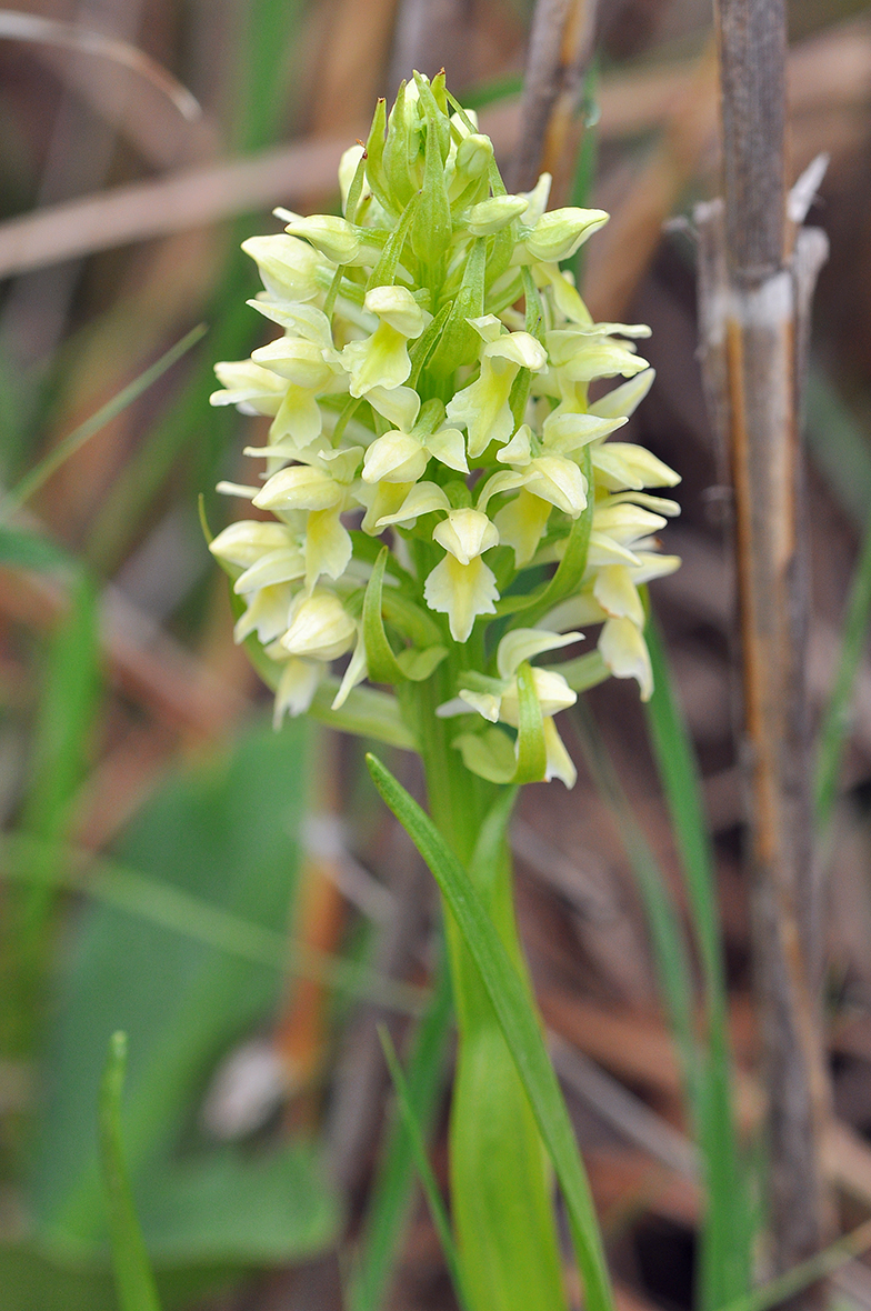 Dactylorhiza ochroleuca