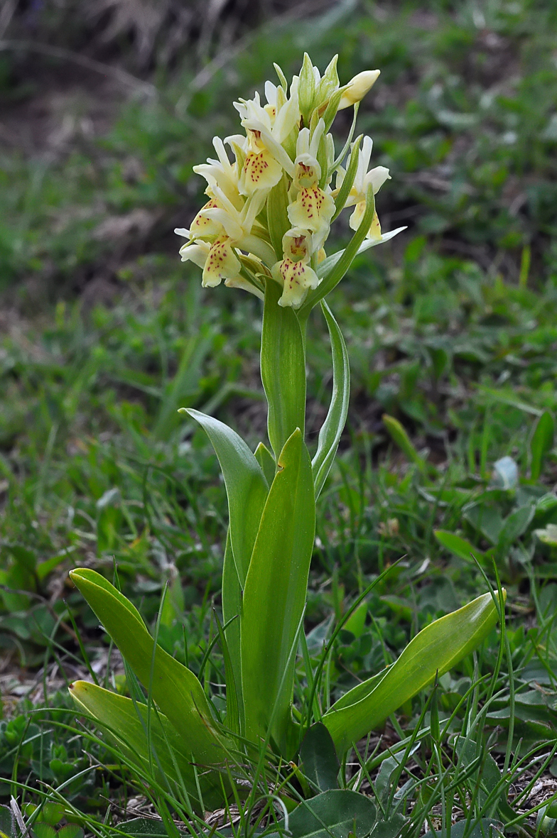 Dactylorhiza sambucina Ramaz