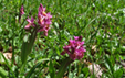 Dactylorhiza sambucina