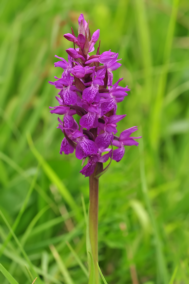 Dactylorhiza traunsteineri