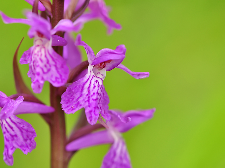 Dactylorhiza traunsteineri