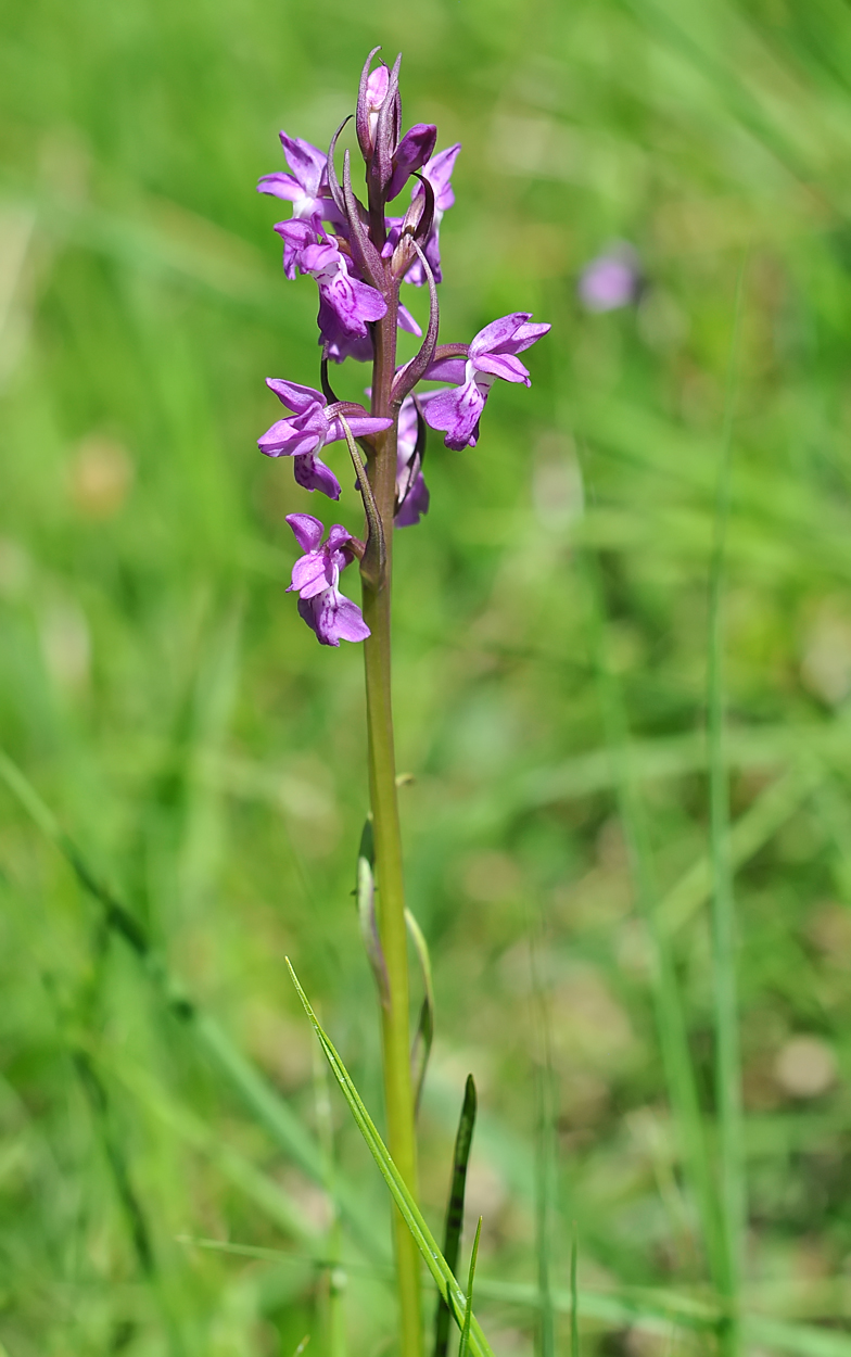 Dactylorhiza traunsteineri