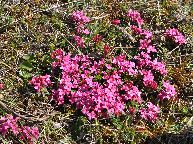 Daphne cneorum