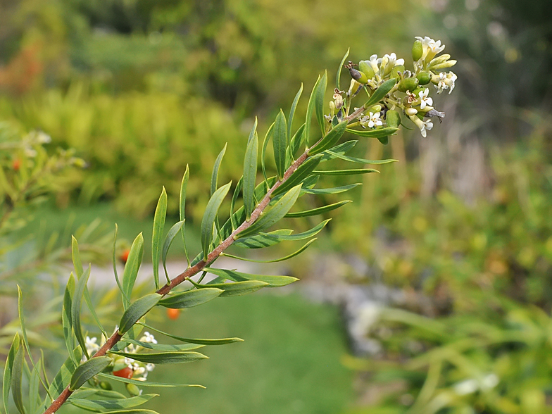 Daphne gnidium