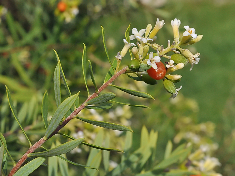 Daphne gnidium