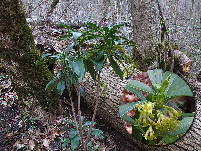 Daphne laureola