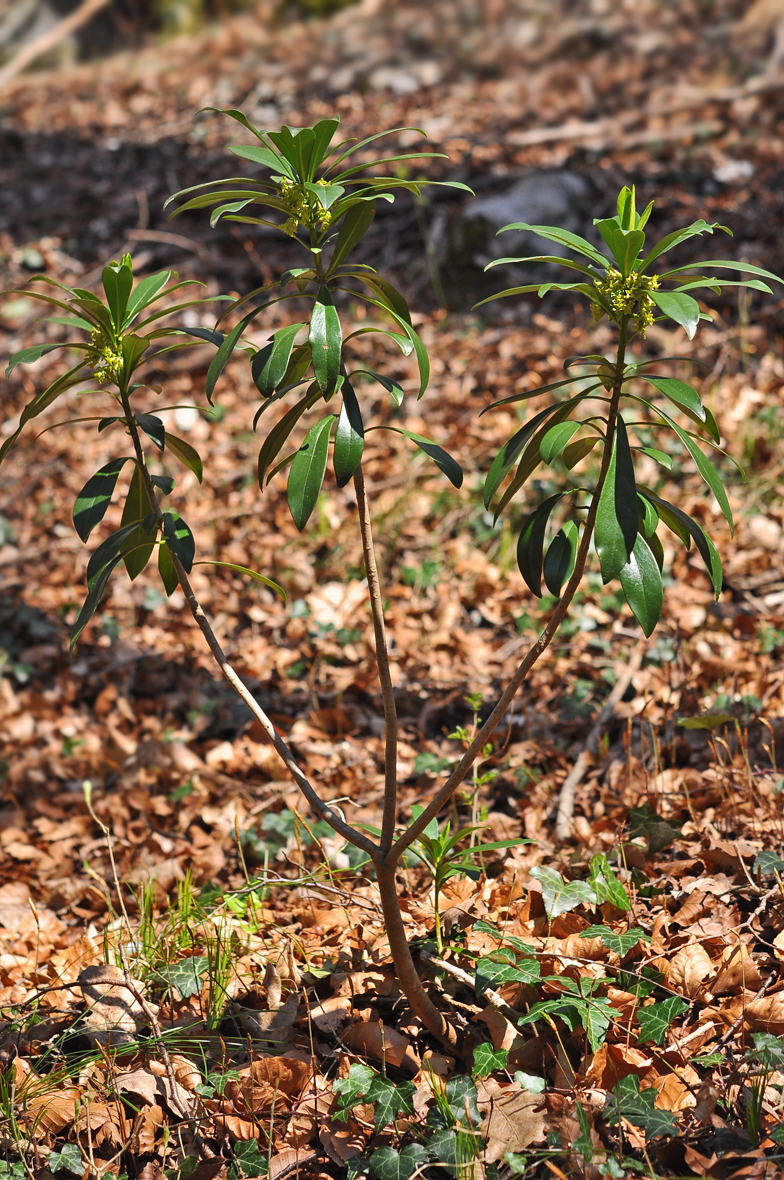 Daphne laureola