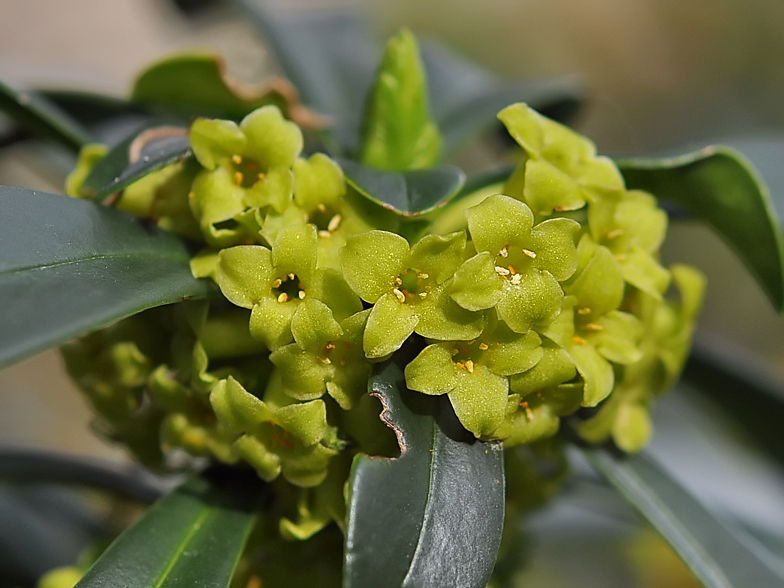 Daphne laureola