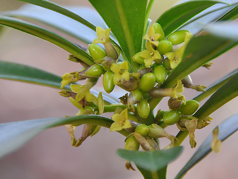 Daphne laureola