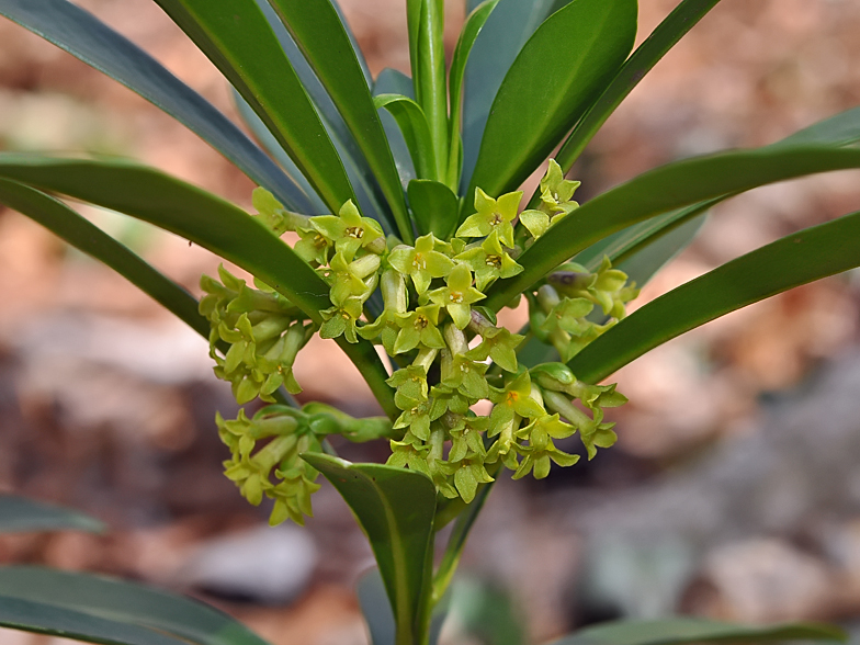 Daphne laureola