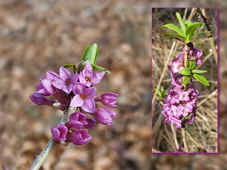 Daphne mezereum