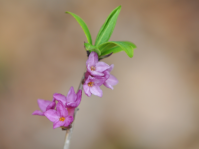 Daphne mezereum