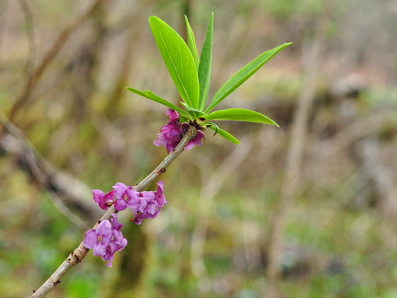 Daphne mezereum